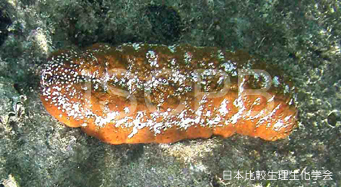 Actinopyga mauritiana Motokawa.jpg