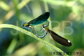 Calopteryx japonica Hariyama.jpg