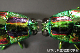 Chrysochroa fulgidissima Hariyama.jpg