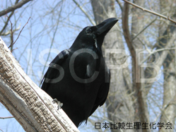 Corvus macrorhynchos Matsushima.jpg