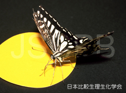Papilio xuthus Kinoshita.jpg