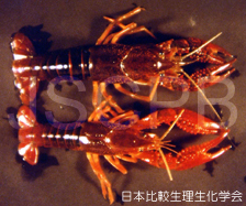 Procambarus clarkii Hariyama.jpg