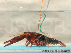 Procambarus clarkii Takahata.jpg