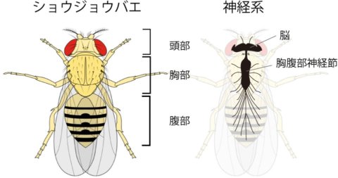 昆虫脳の構造と機能 Jscpb Wiki
