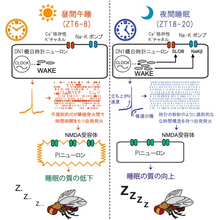 昆虫の睡眠の分子神経メカニズム - JSCPB wiki