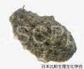 Onchidium verruculatum Nishi.jpg