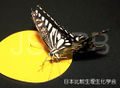 Papilio xuthus Kinoshita.jpg