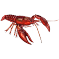Procambarus-128.png
